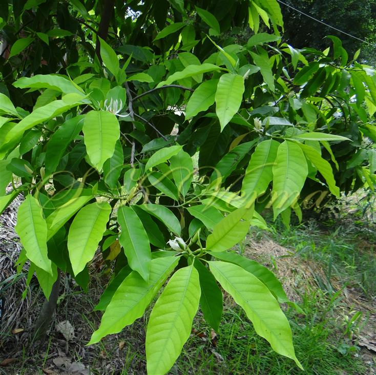 Twig with leaves and flowers